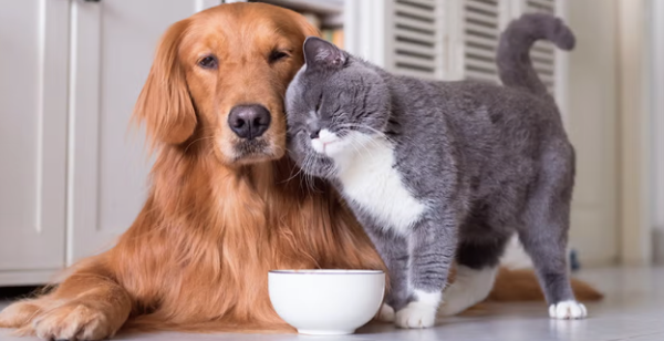 Europa prohíbe cortar orejas y colas a perros y gatos: avance clave en bienestar animal